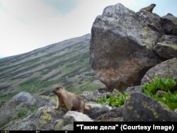 Черношапочные сурки. Фото: кадр фотоловушки