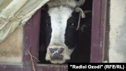 Tajikistan -- Cows, Hisor district, 1Feb2018