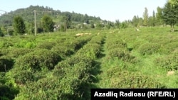 Çay plantasiyasında qoyunlar.