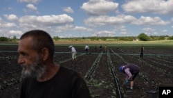 Украінскія фэрмэры выходзяць на палеткі, рызыкуючы жыцьцём. ФОТАГАЛЕРЭЯ