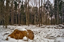 Пашкоджаныя караедам дрэвы высякаюцца. Сярод лесу ўтвараюцца пусткі, якія зарастаюць кустоўем