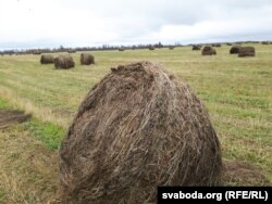 Рулоны ільнотрасты за Каменкай