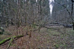 Дарога на могілкі за прамінулыя дзесяцігодзьдзі зарасла, але яшчэ бачная