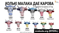 У Беларусі сярэднестатыстычная карова дае пяць тонаў малака на год. Але ці шмат гэта ў параўнаньні зь іншымі краінамі? Афіцыйная статыстыка па надоях малака з каровы на год такая