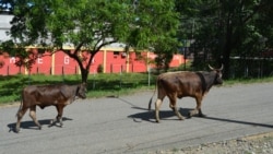 Сустрэча на гарадзкой дарозе