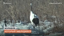 Потерявшегося японского журавля спасли в Приморье