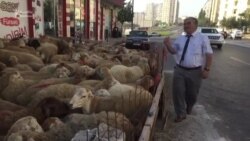 Satıcı: "Bu il qurbanlıq qoyun çoxdur, di gəl ki..."