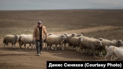 81-летний крымский татарин Энвер, который пережил депортацию, со своей отарой близ Симферополя. Крым, архивное фото