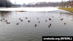 У забруджваньні Сьвятога возера вінавацяць чаек. На Дубравенцы нямала качак