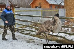 Гаспадар прытулку Аляксандар Катляроў знаёміць з страўсам эму, які ўцёк быў з гадавальніка. На экзатычных птушак ускладаюць надзею, што яны дапамогуць прытулку