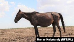 Маңғыстауда таңбасыз мал жоқтың қасы. Жергілікті жұрт малды ресми тіркемей, мал иесінің есімі басталатын әріппен таңбалай бергенді дұрыс көреді. Мәселен, мына ҒҚ таңбасы бар малдың иесі Ғұбайдолла Қалыңбайұлы. Тіркеуден өтпеген малға ауыл шаруашылығы субсидиясы берілмейді. 15 шілде 2021 жыл.