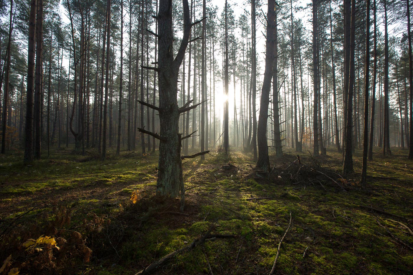 Лес у Белавескай пушчы. Фота Уладзь Грыдзін