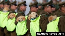 Чылійскія паліцыянты з сабакамі, ілюстрацыйнае фота