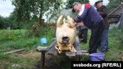 Belarus - Firing a pig in the village Budcha of Hantsavichy region. 9Jul2016