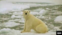 Белый медведь в арктическом регионе Баренцева моря