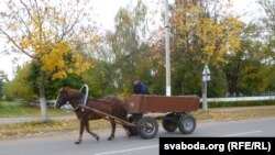 Конь, які працуе ў Івацэвіцкай калёніі. Ілюстрацыйнае фота