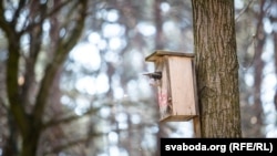 Шпак (Sturnus vulgaris) у шпакоўні. Менск, 2015