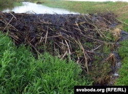 Бабровая плаціна з глыбокай затокай-сажалкай на мэліярацыйным канале. Зьнішчана паводле праекту «рэканструкцыі» ў сьнежні 2017. Ваколіцы вёскі Петухоўшчына, Нясьвіскі раён. Верасень 2017. Аўтарская хроніка