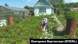 Типичная байкальская дача: картофель растет в бочках, а клубника занимает весь огород