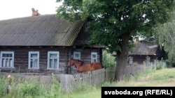 Лактышоўскаму коніку нічога не пагражае — коней невядомая хвароба не бярэ