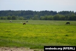 Дняпроўскі поплаў з жывёлай цыганоў