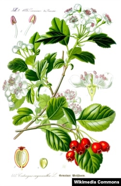 Праф. О. В. Тамэ. Crataegus laevigata L. (Wikimedia Commons)