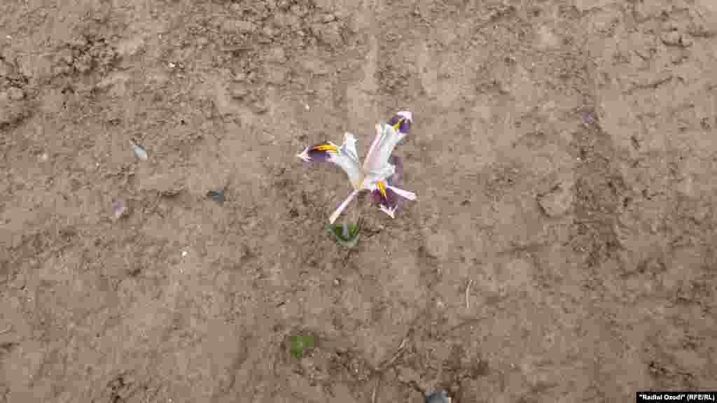 Tajikistan,Khatlon region, a people of Chumbuloq village in Khuroson district sell flowers,13February2015