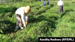 Astarada çay sahəsi