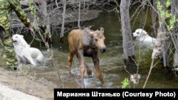 Один из обитателей заповедника. Аяно-Майский район