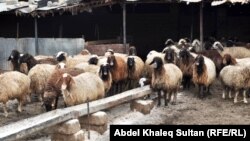 Iraq – animal breeding, Duhok province, 09Jan2009