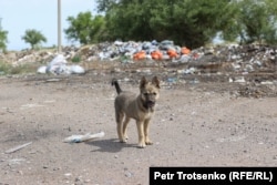 Күресінде жүрген күшік. Алматы облысы, 22 маусым 2021 жыл.